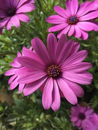 Close-up of pink flowers
