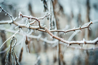 Close-up of dried plant