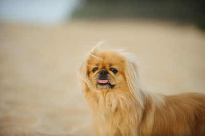 Portrait of dog standing at beach