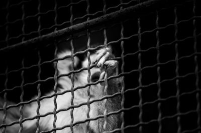 Close-up of orangutan in cage