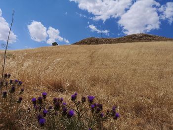 Purple flowering plants on land against sky