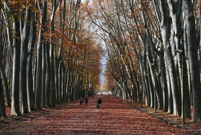 People walking in park amidst trees