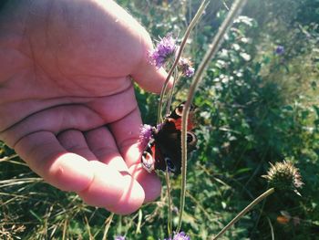 Close-up of hand holding ladybug