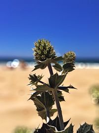 Close-up of plant against blue sky