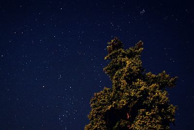 Low angle view of trees against star field at night