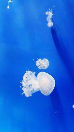 Close-up of jellyfish swimming in sea