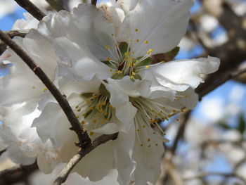 Close-up of flowers on branch