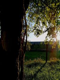 Trees on field against sky