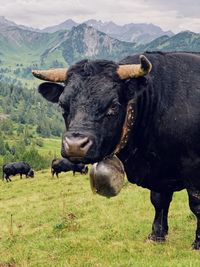 Alpine cattle with a cow bell