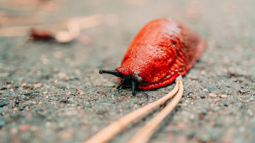 Close-up of ladybug on footpath