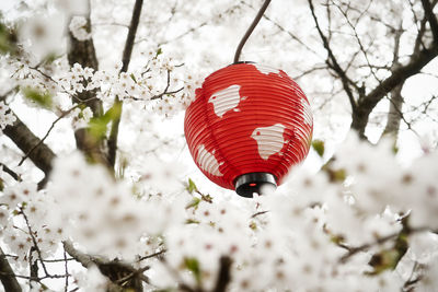 Low angle view of red cherry blossom on tree