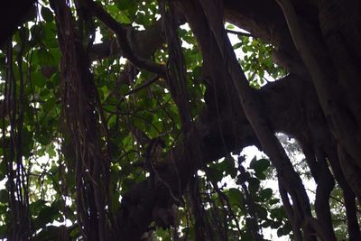 Low angle view of trees in forest