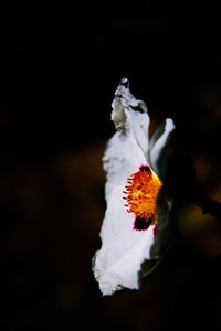 Close-up of white flower against black background