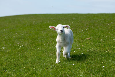 Cute baby lamb running