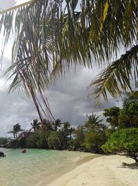 Palm trees on beach against sky