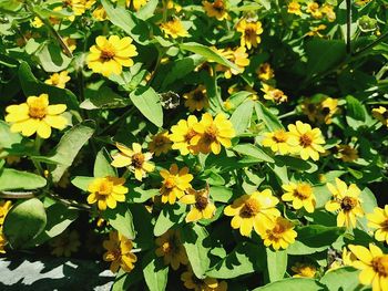 Close-up of yellow flowers