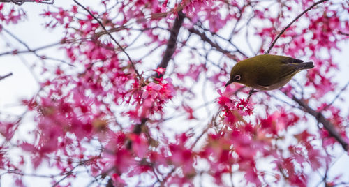 Low angle view of bird perching on tree