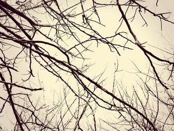 Low angle view of bare trees against sky