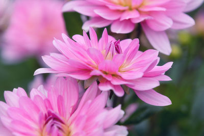 Close-up of pink dahlia flower 