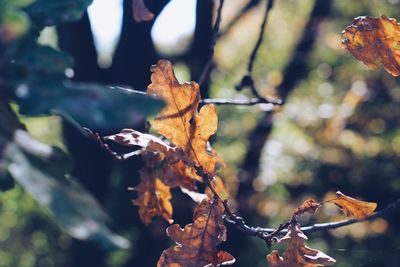 Close-up of dry maple leaves on tree