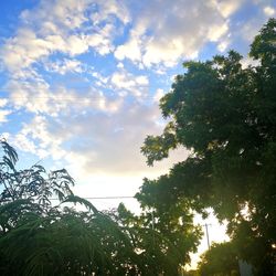 Low angle view of trees against sky