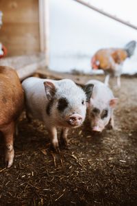 Piglets looking into camera