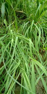 High angle view of grass growing on field