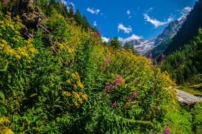 Scenic view of flowering plants and mountains against sky