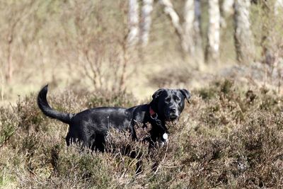 Dog running in a field