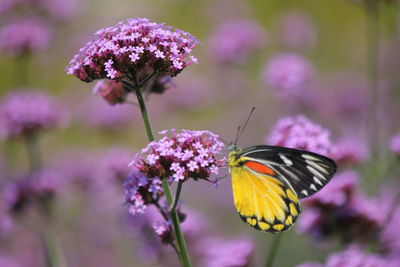 Butterfly on purple flower