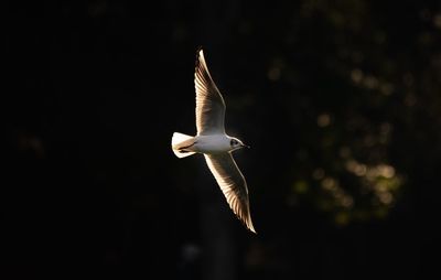 Seagull flying