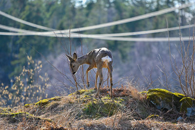 animal