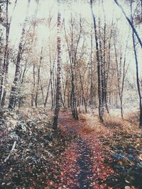 Bare trees in forest during autumn