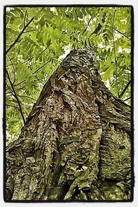 View of tree trunk