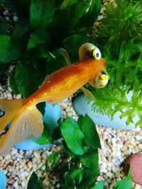 Close-up of lizard on plant