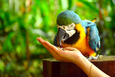 Bird perching on hand holding wood