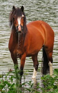 Horse standing in water