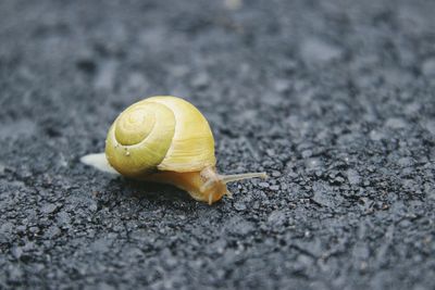 Close-up of snail on road