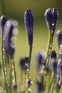 Close-up of purple flower buds