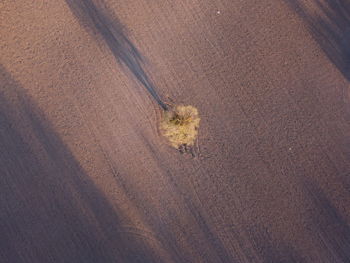 High angle view of road on field