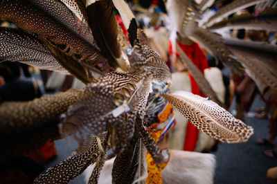 Close-up of man wearing argus feathers headdress during an event