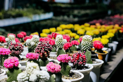 Close-up of flowers on potted plant