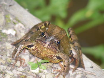 Close-up of insect