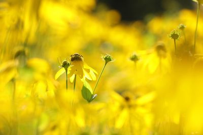 Close-up of insect on yellow flower