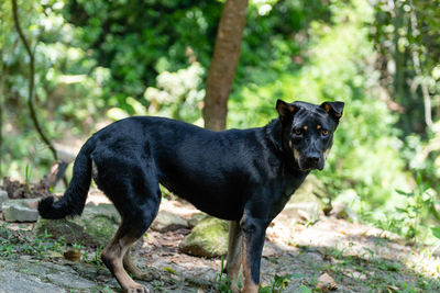 Portrait of black dog lying on land