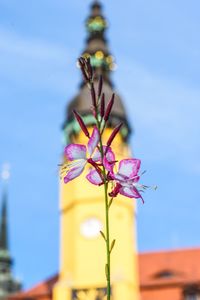 Low angle view of flowering plant against sky