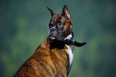 Close-up of dog looking away outdoors