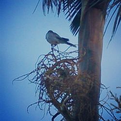 Low angle view of bird perching on tree