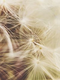 Close-up of dandelion