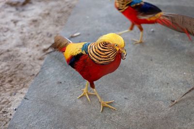 High angle view of duck